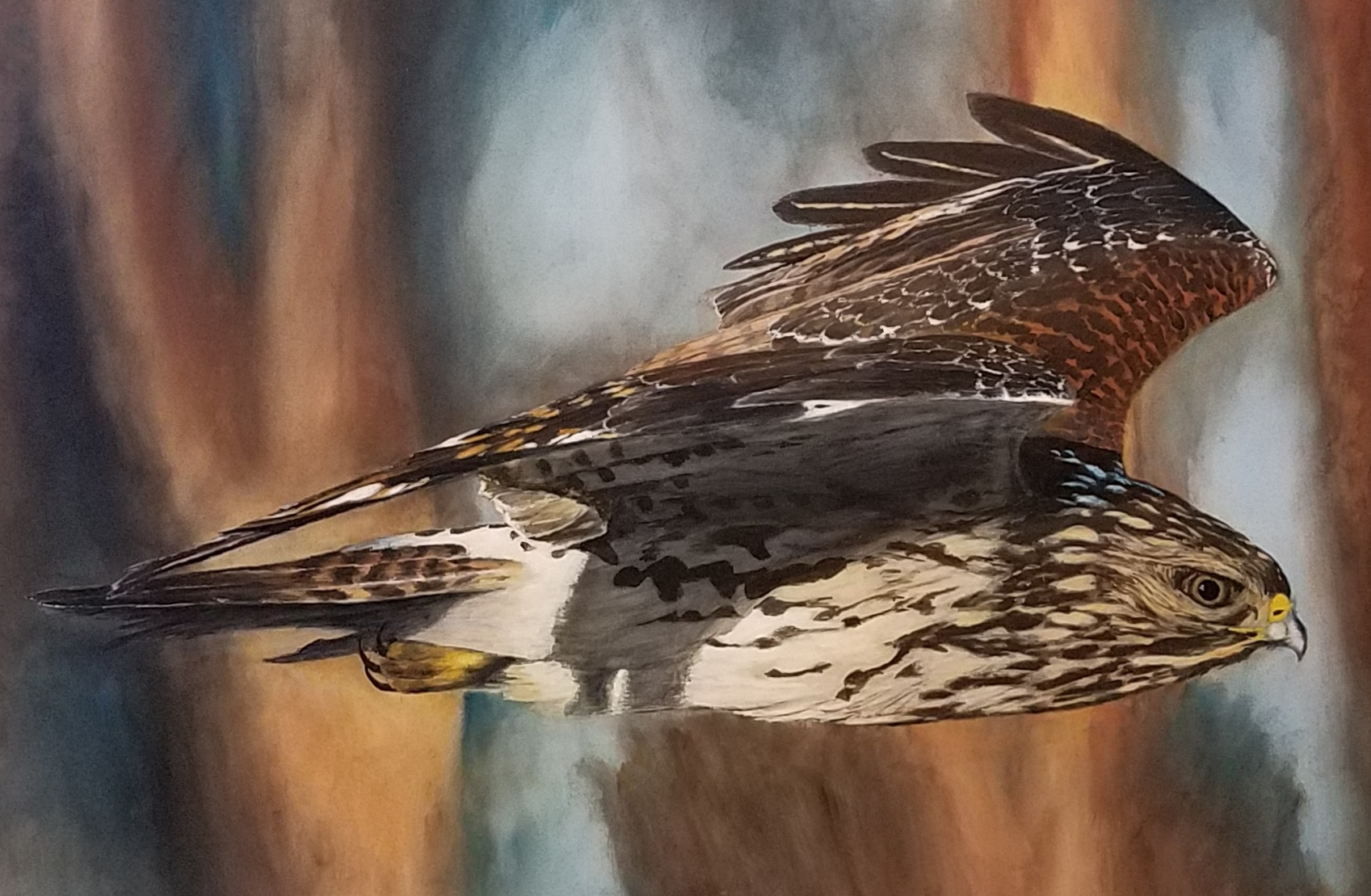 Red-Shouldered Hawk at Speed